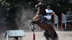 Кон не продължава напред